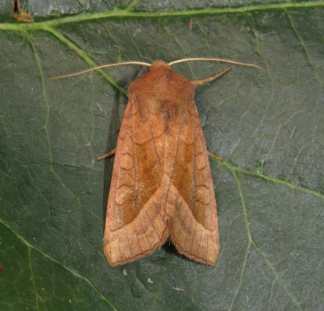 Hydraecia micacea - csillogó acsalapubagoly
