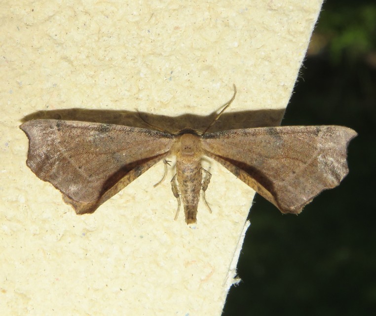 Artiora evonymaria - kecskerágó-araszoló