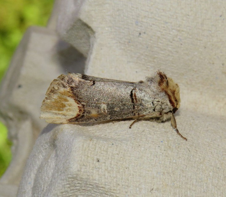 Phalera bucephala - sárgafoltos púposszövő