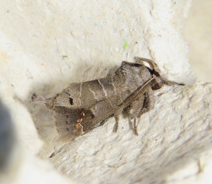 Clostera anachoreta - tarka levélszövő