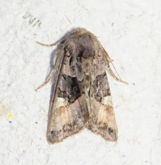 Euplexia lucipara - szeder-csipkésbagoly
