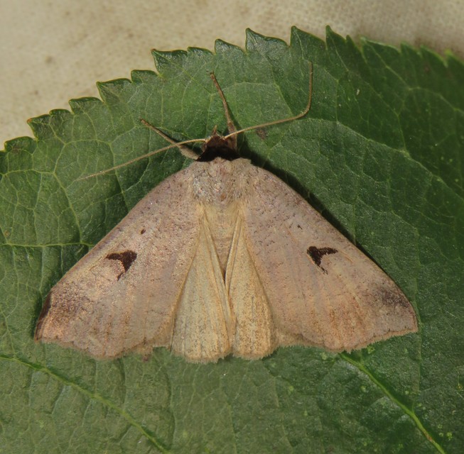 Lygephila pastinum - közönséges csüdfűbagoly