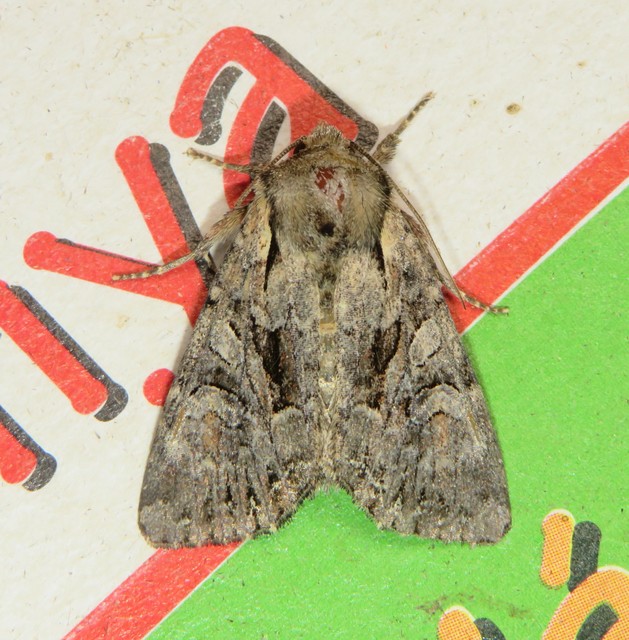 Lacanobia thalassina - borbolya-kertibagoly
