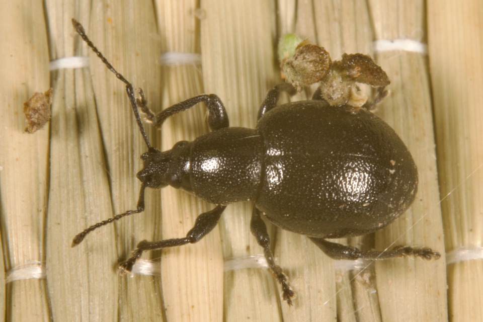 Otiorhynchus lirus - fényes gyalogormányos
