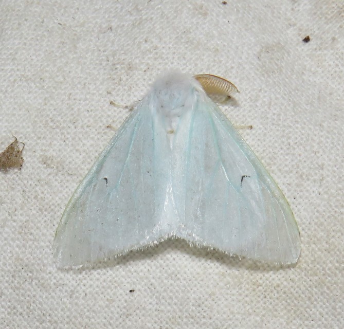 Arctornis l-nigrum - L-betűs gyapjaslepke