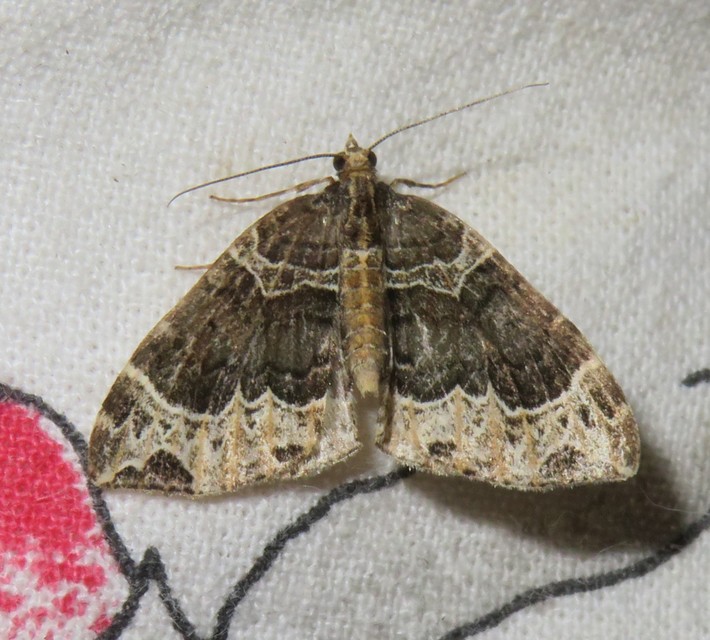 Ecliptopera silaceata - barna tarkaaraszoló
