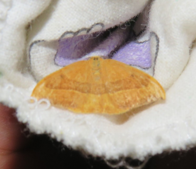 Watsonalla cultraria - bükkfa-sarlósszövő