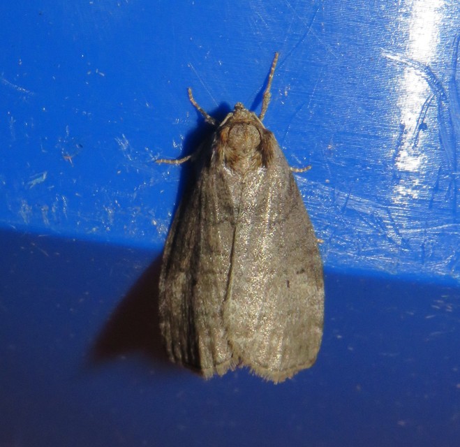 Ochropacha duplaris - égerlevél-pihésszövő