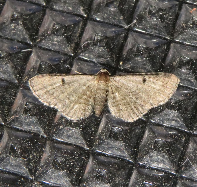 Eupithecia selinata - lápi törpearaszoló