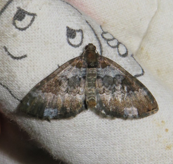 Melanthia procellata - hullámos tarkaaraszoló