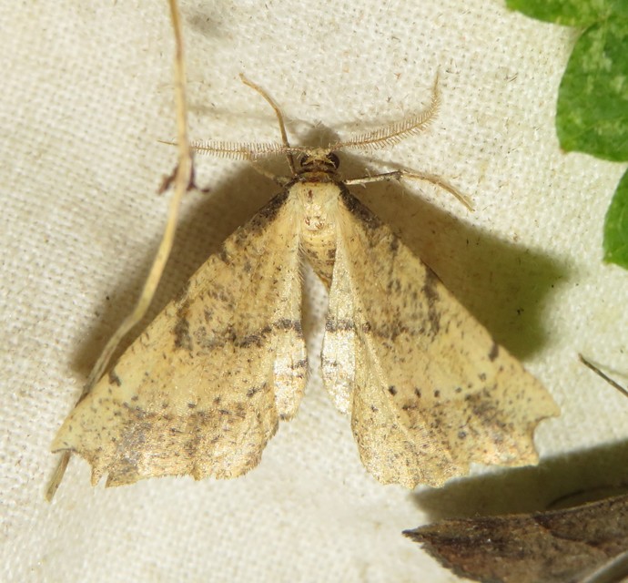 Artiora evonymaria - kecskerágó-araszoló