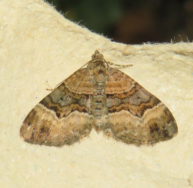 Xanthorhoe biriviata - kétsávos tarkaaraszoló