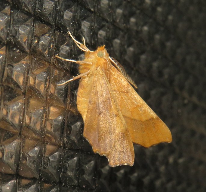 Ennomos fuscantaria - kőris-levélaraszoló