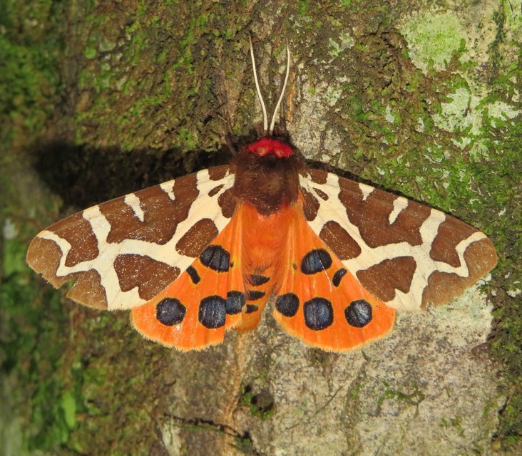 Arctia caja - közönséges medvelepke