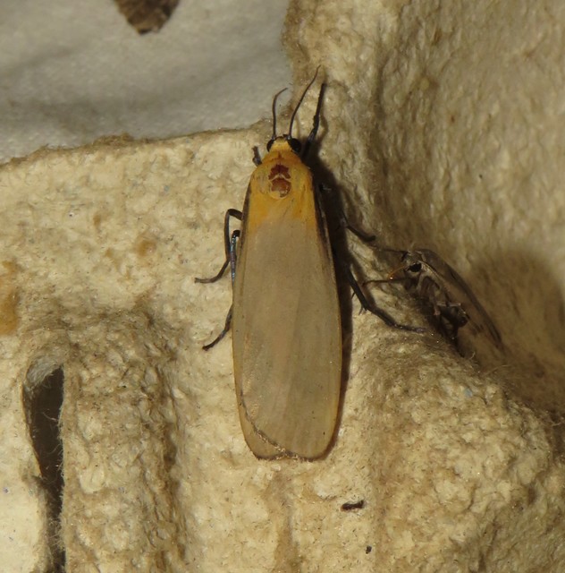 Lithosia quadra - négypettyes zuzmószövő
