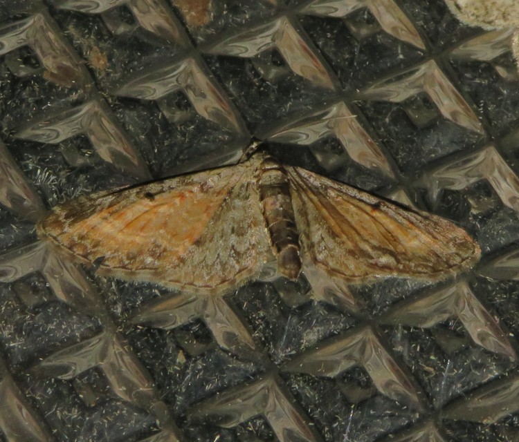 Eupithecia icterata - rozsdafoltos törpearaszoló
