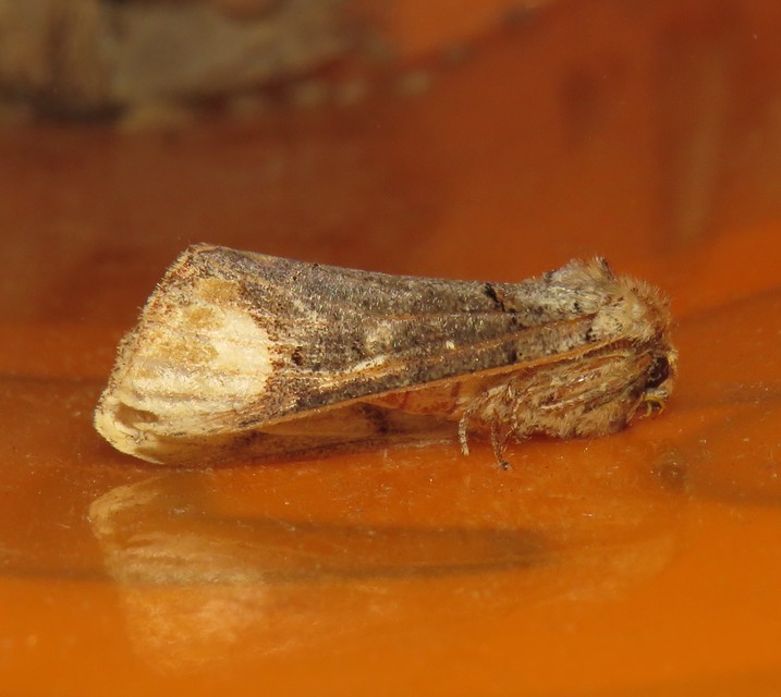 Phalera bucephala - sárgafoltos púposszövő