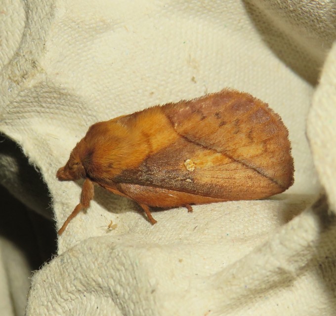 Euthrix potatoria - szomjas pohók