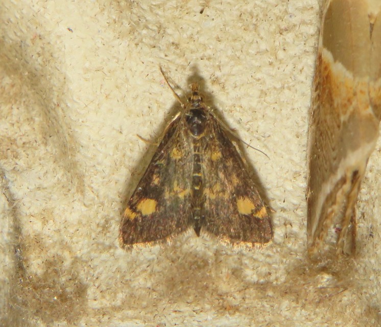 Pyrausta aurata - aranyló bíbormoly