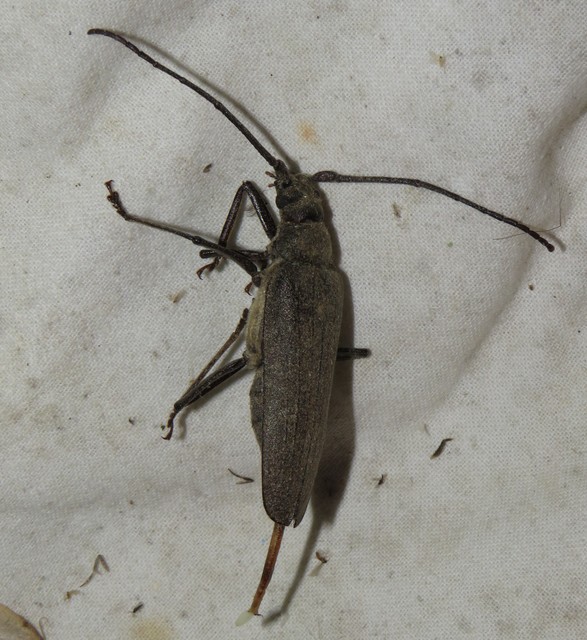 Aegosoma scabricorne - diófacincér