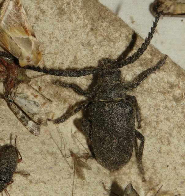 Prionus coriarius - csőszcincér Prionus coriarius - csőszcincér