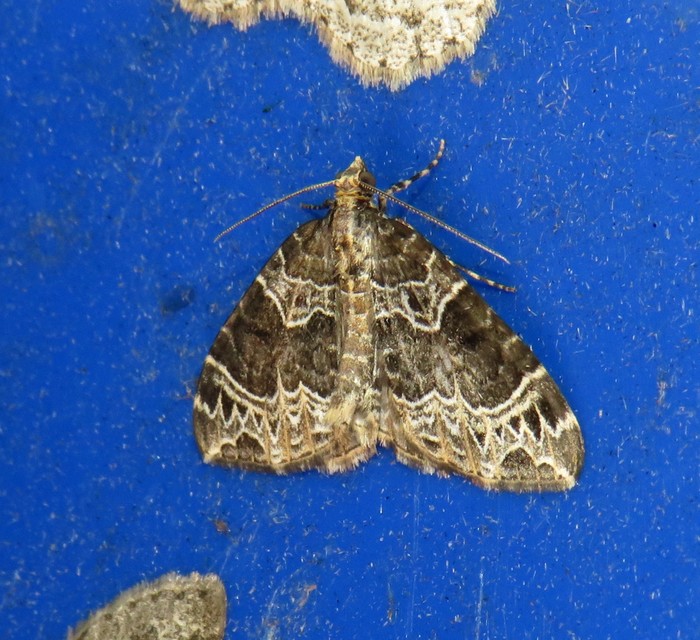 Ecliptopera silaceata - barna tarkaaraszoló