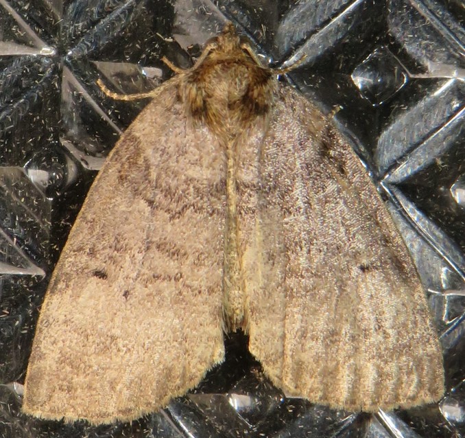Ochropacha duplaris - égerlevél-pihésszövő