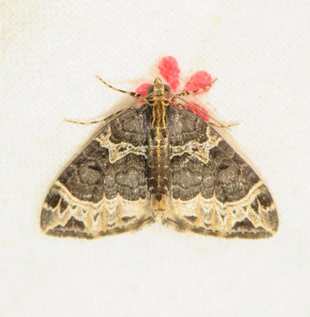 Ecliptopera silaceata - barna tarkaaraszoló