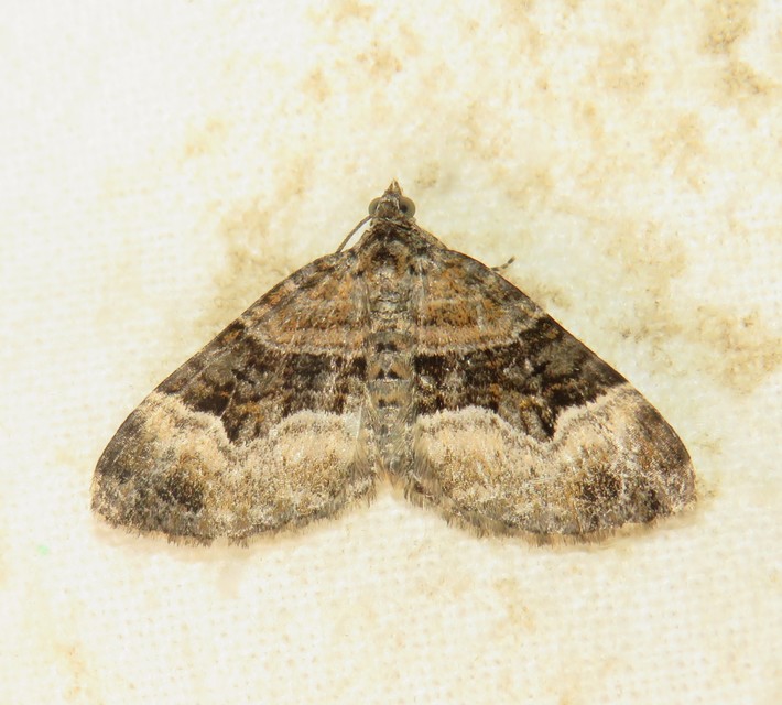 Xanthorhoe biriviata - kétsávos tarkaaraszoló