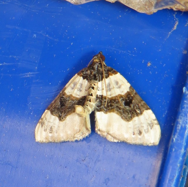 Cosmorhoe ocellata - szemes galajaraszoló