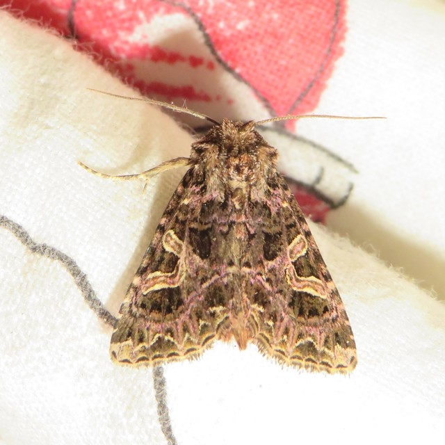 Sideridis rivularis - vörhenyes szegfűbagoly