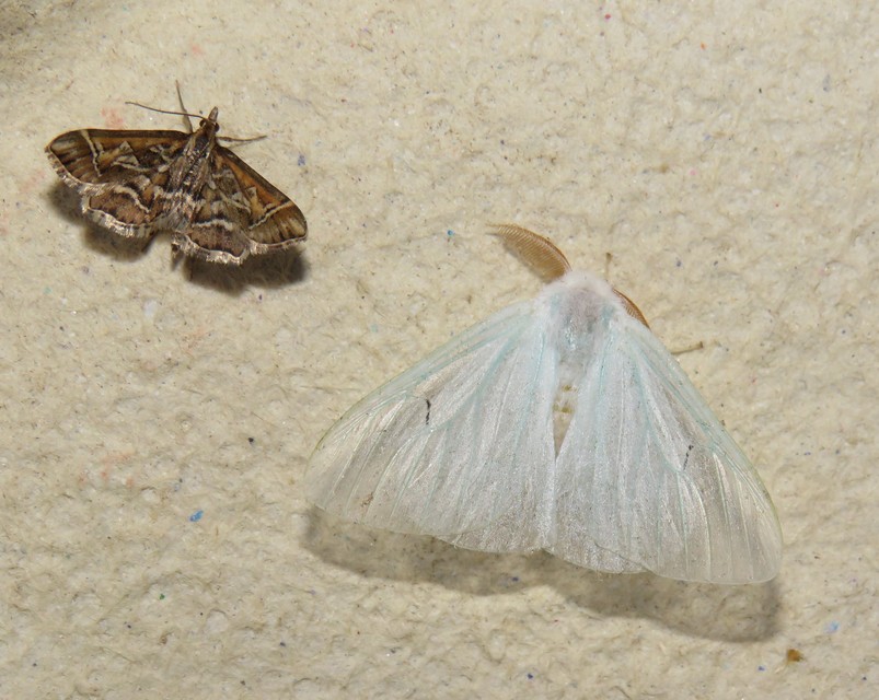 Arctornis l-nigrum - L-betűs gyapjaslepke
