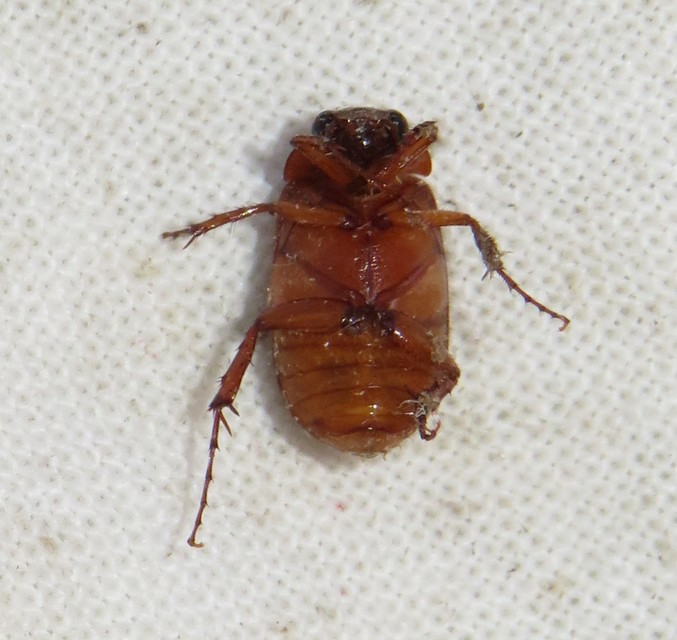 Serica brunnea - homoki kiscserebogár