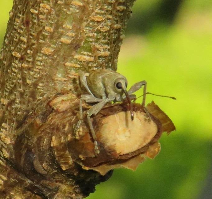 Curculio elephas - gesztenyezsuzsóka