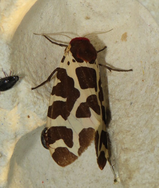 Arctia caja - közönséges medvelepke