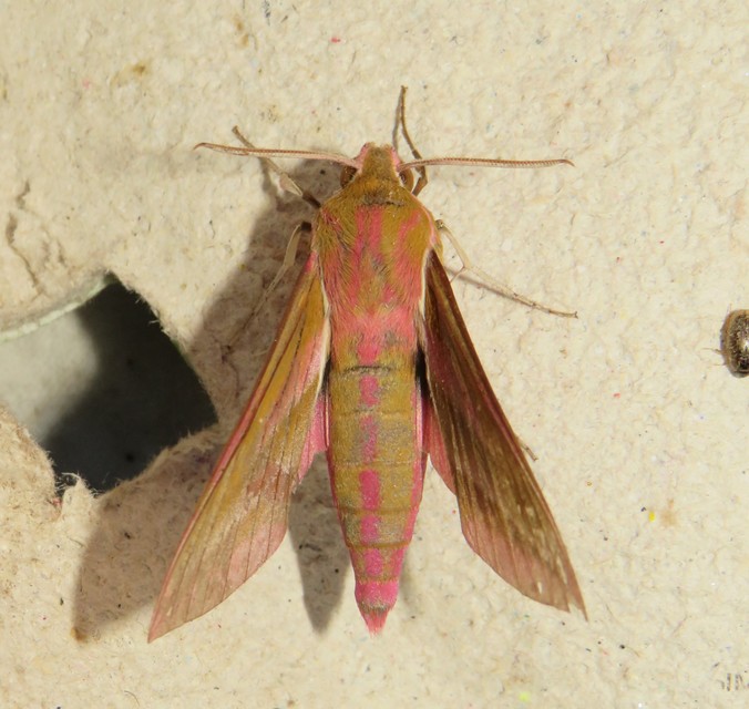 Deilephila elpenor - szőlőszender
