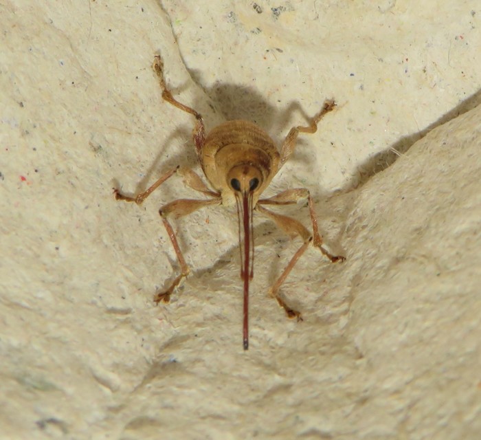 Curculio elephas - gesztenyezsuzsóka