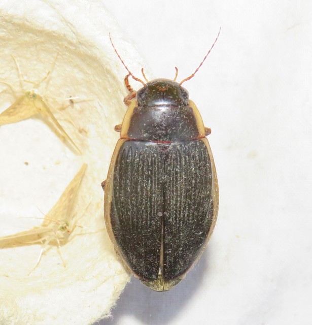 Dytiscus dimidiatus - tompacsípős csíkbogár