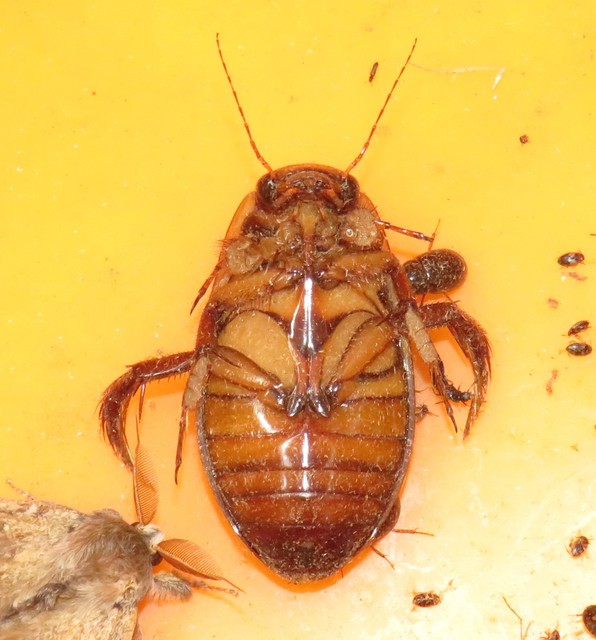 Dytiscus dimidiatus - tompacsípős csíkbogár