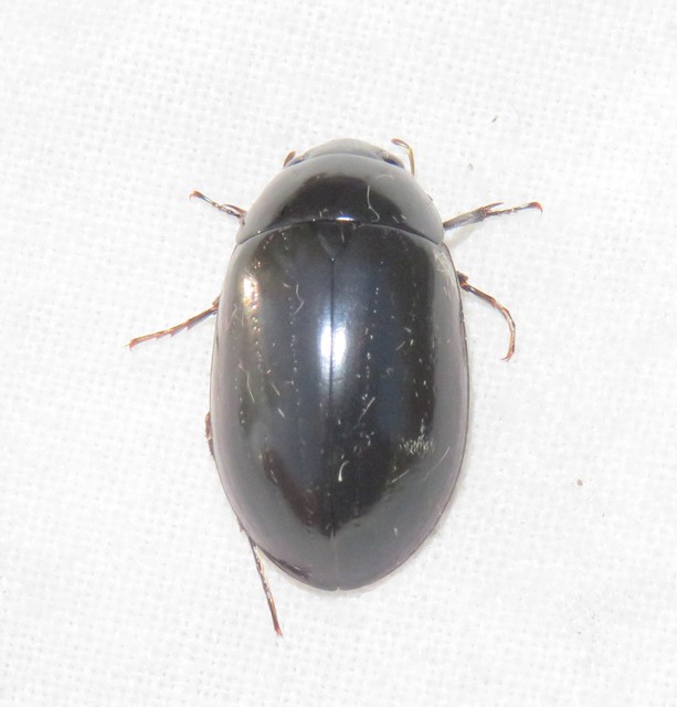 Hydrochara caraboides - kis csibor