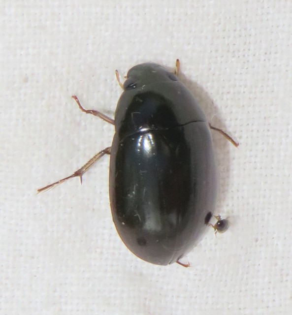 Hydrochara flavipes - sárgalábú csibor