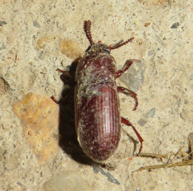 Uloma