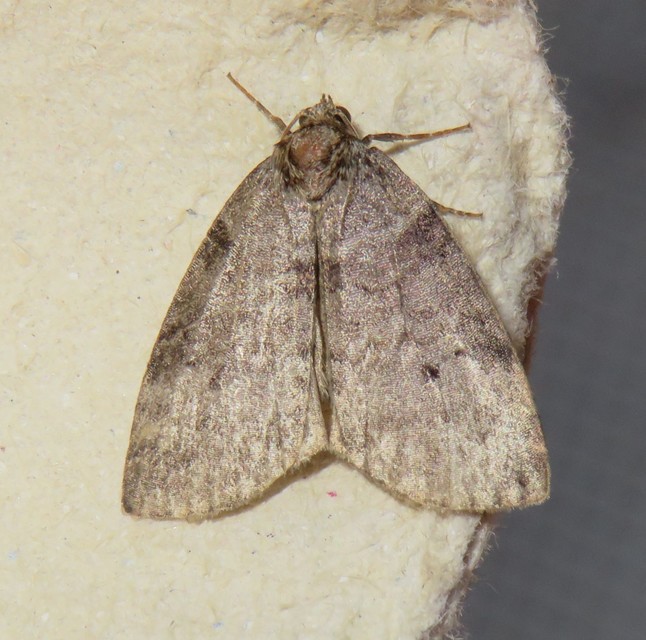 Ochropacha duplaris - égerlevél-pihésszövő