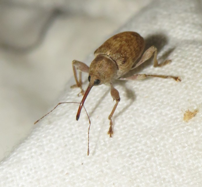 Curculio elephas - gesztenyezsuzsóka