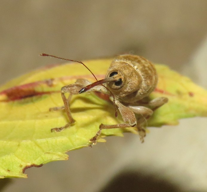 Curculio elephas - gesztenyezsuzsóka