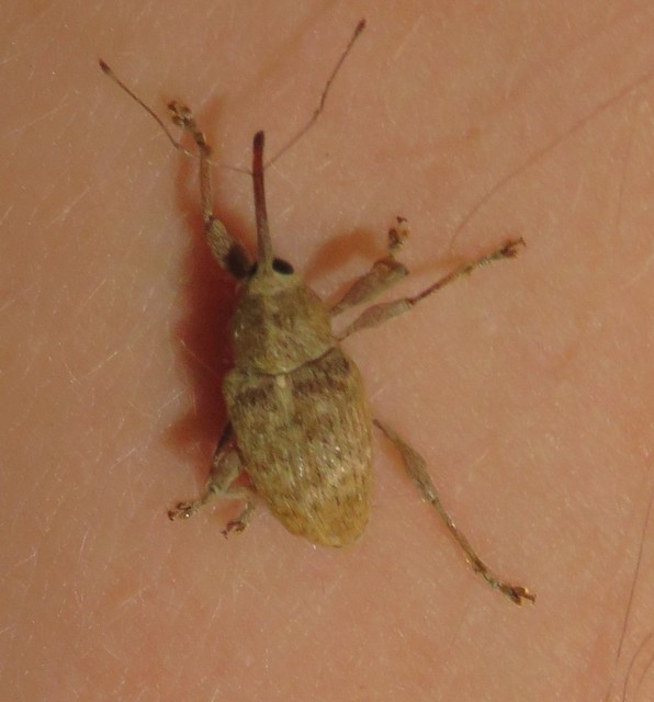 Curculio elephas - gesztenyezsuzsóka