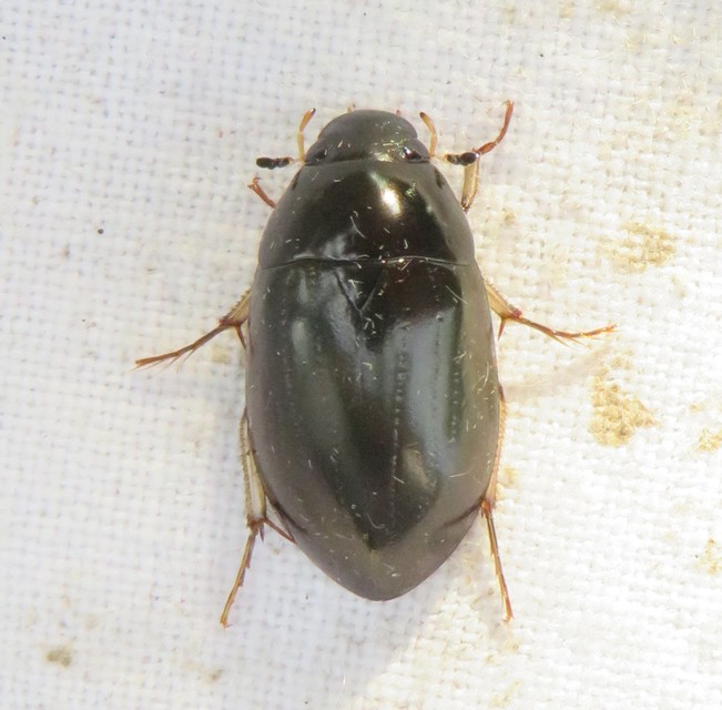 Hydrochara flavipes - sárgalábú csibor