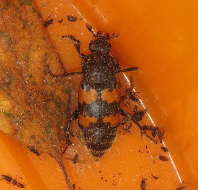 Nicrophorus interruptus - sárgaszőrű temetőbogár