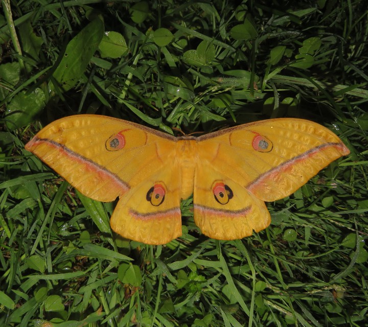 Antherea yamamai - tölgyfa-pávaszem