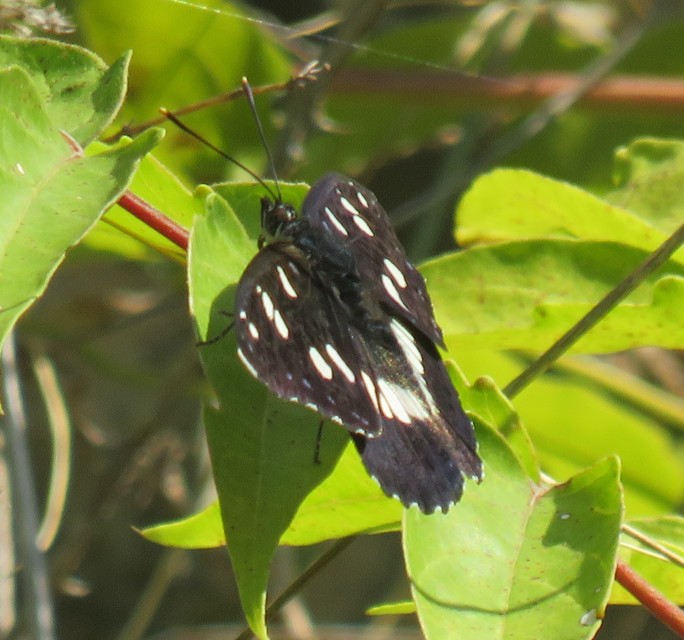 Limenitis reducta - kék lonclepke